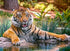Sumatran Tiger Diamond Painting